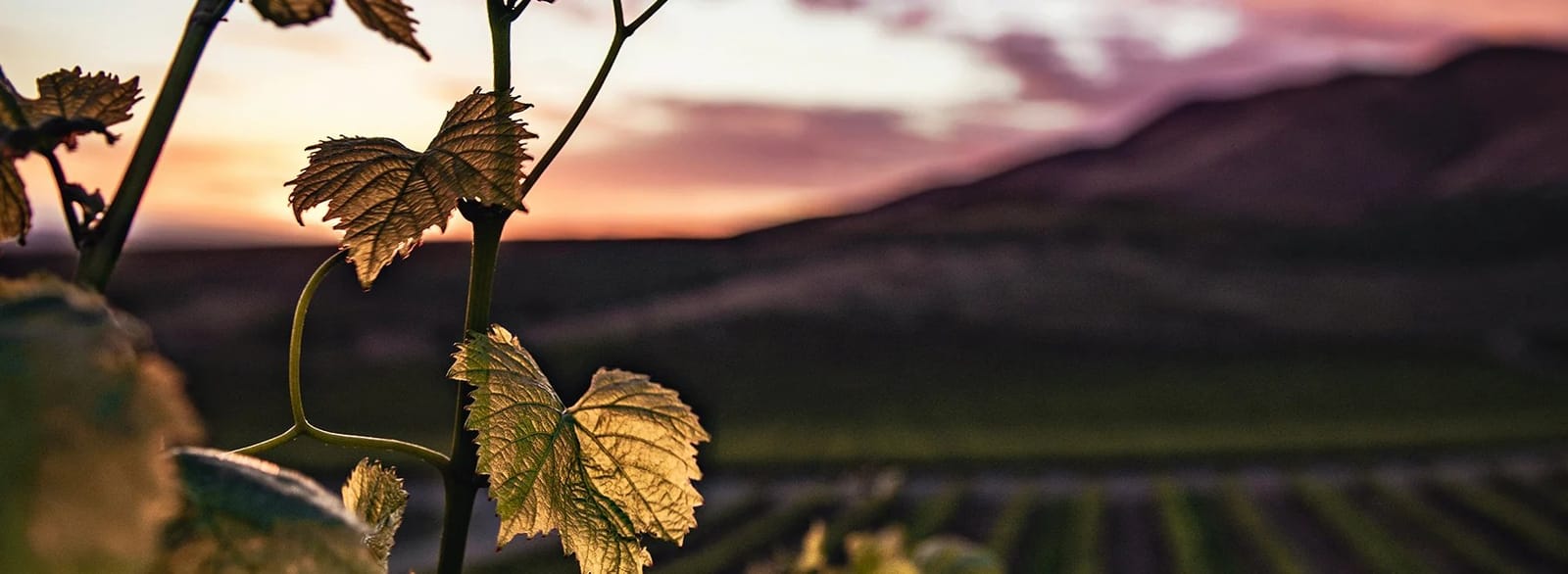 Grapevine leaves backlit by sunset at Kelman, Pokolbin, Hunter Valley