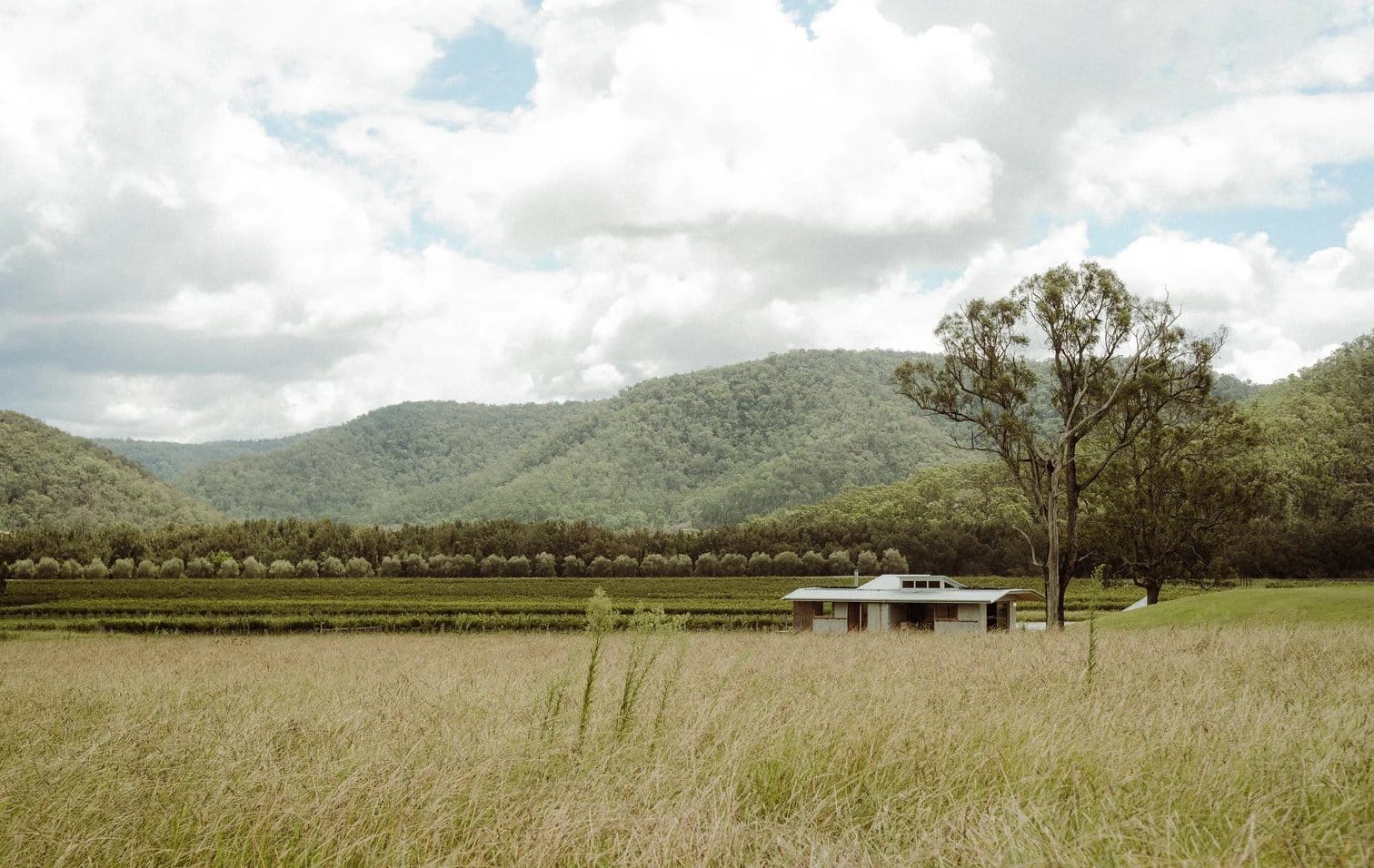 Modern cottage in vineyard landscape with forested hills