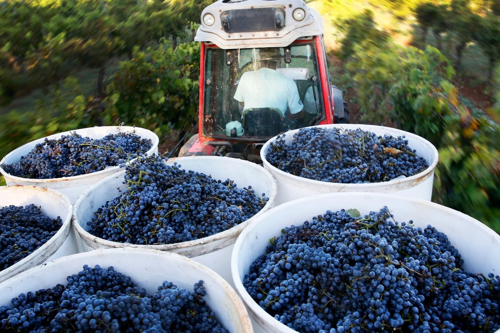 Harvester vehicle with white bins full of dark grapes during vintage harvest