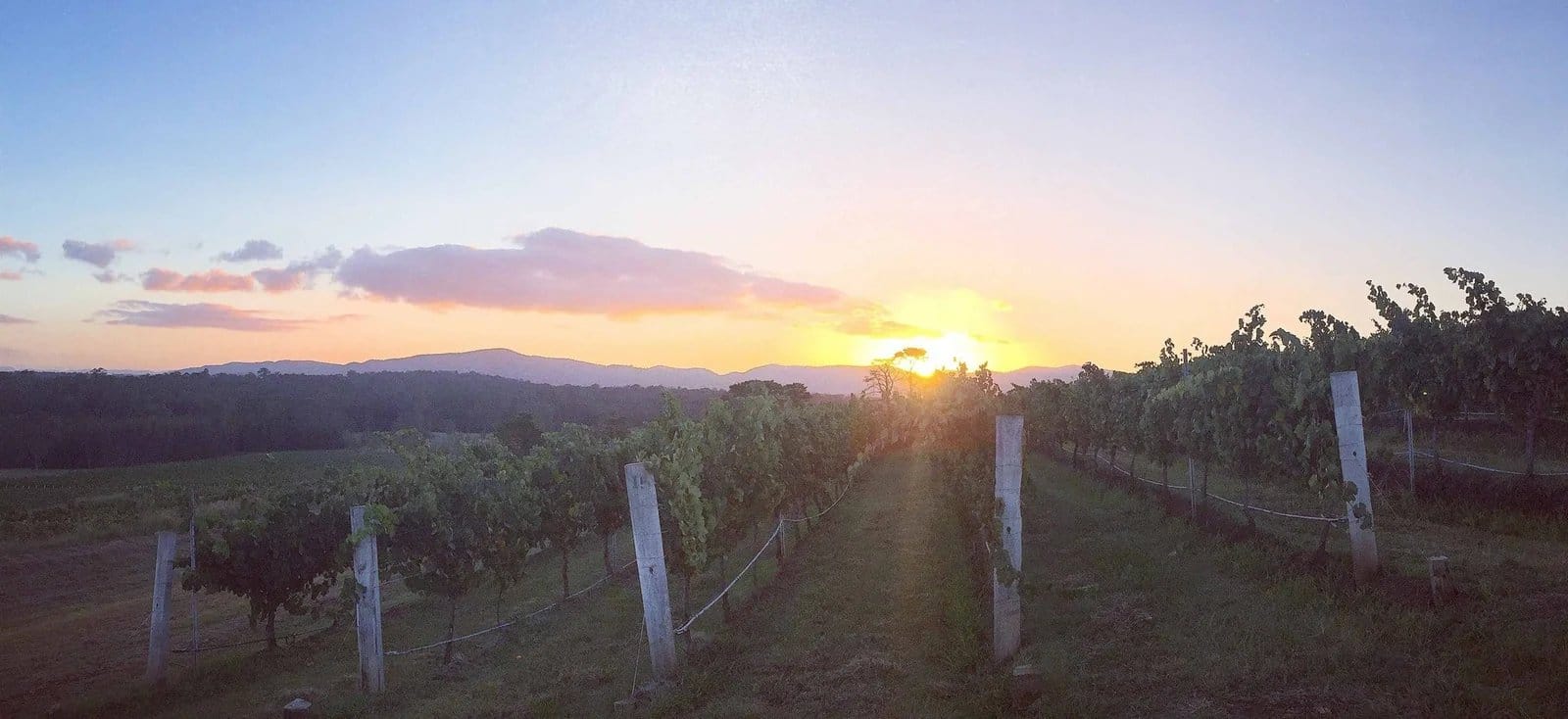 Grapevines at sunset, golden light and mountains visible on horizon