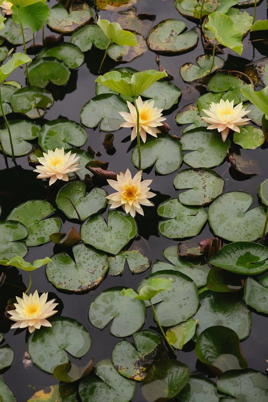 Waterlilies in flower across the lotus pond