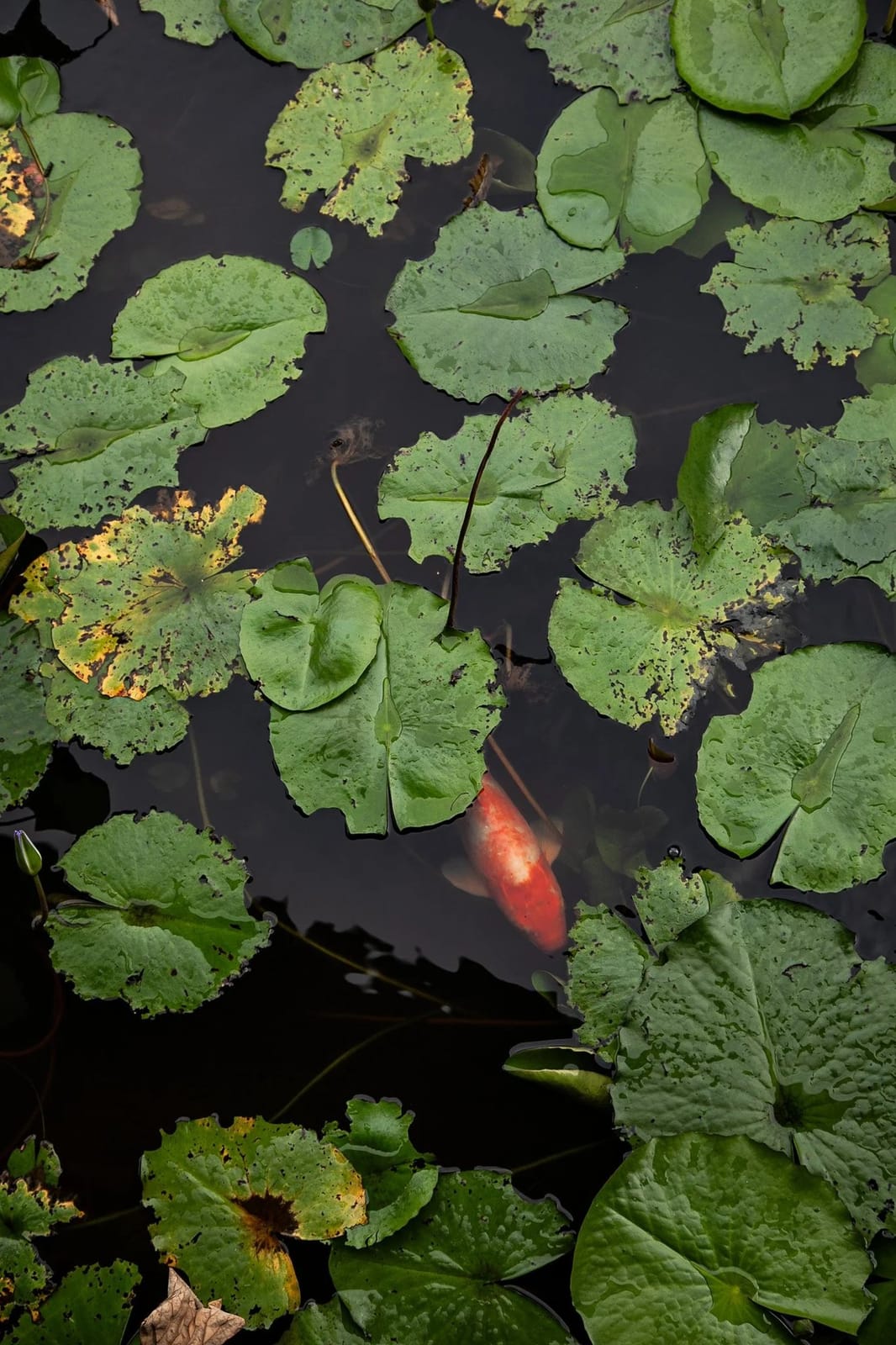 Lily pads and koi in the lotus pond at Leaves and Fishes, Lovedale, Hunter Valley