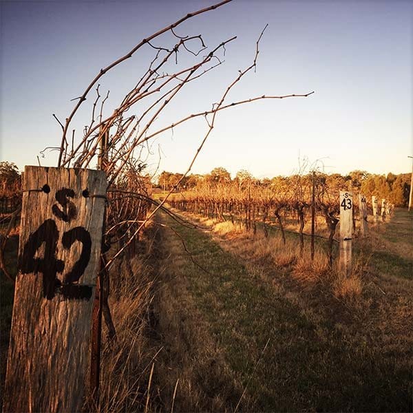Vineyard rows at golden hour with row markers visible