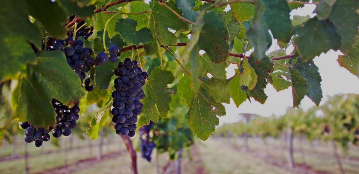 Dark grapes hanging from vines with green foliage