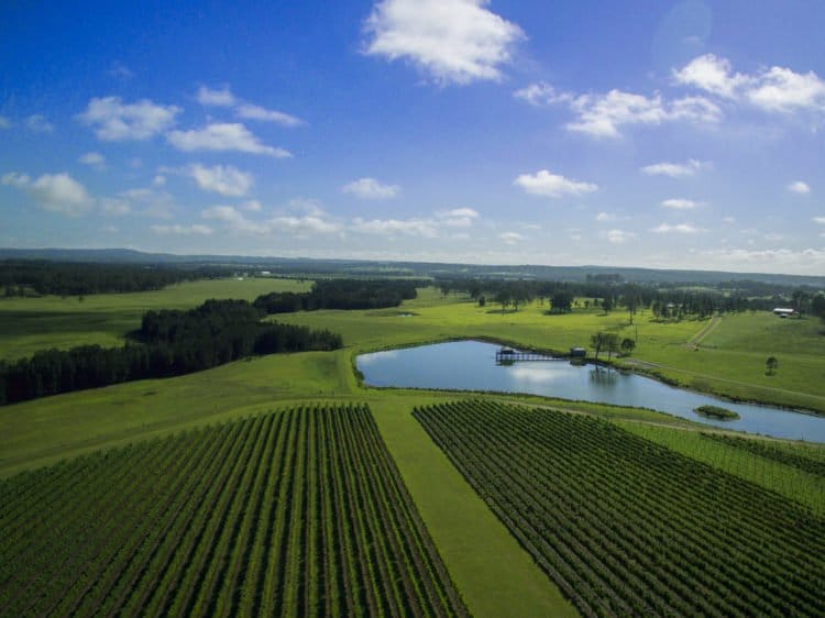 Aerial view of vineyard rows with dam and pastoral landscape
