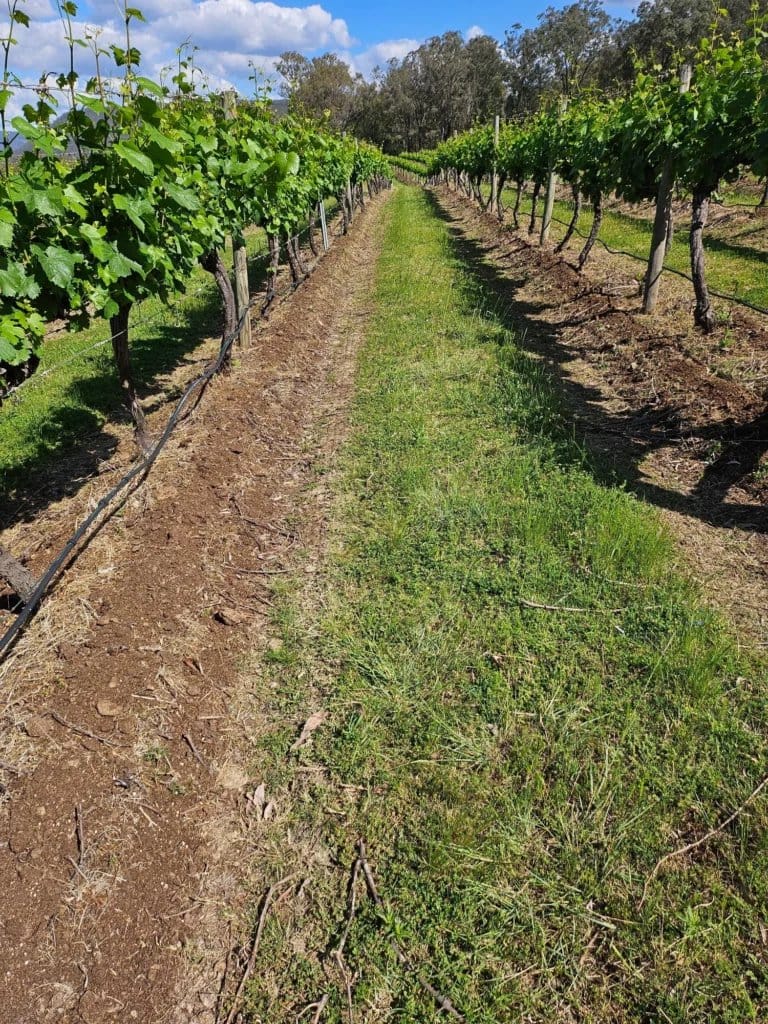 A row marker post labelled Verdelho in the vineyard