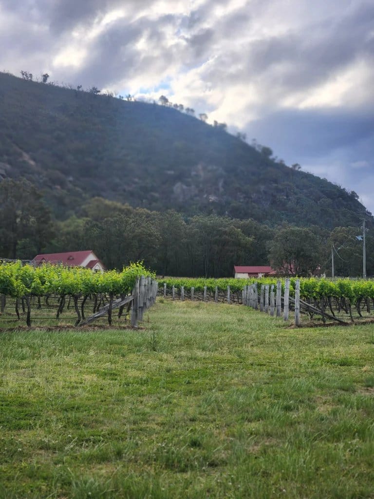 Vineyard with hills beyond at Mahony Estate Wines, Broke Fordwich, Hunter Valley