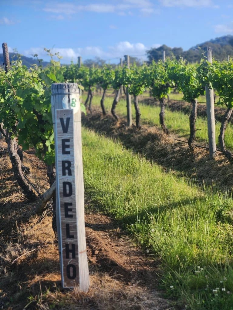 Vine rows running down the slope at Mahony Estate