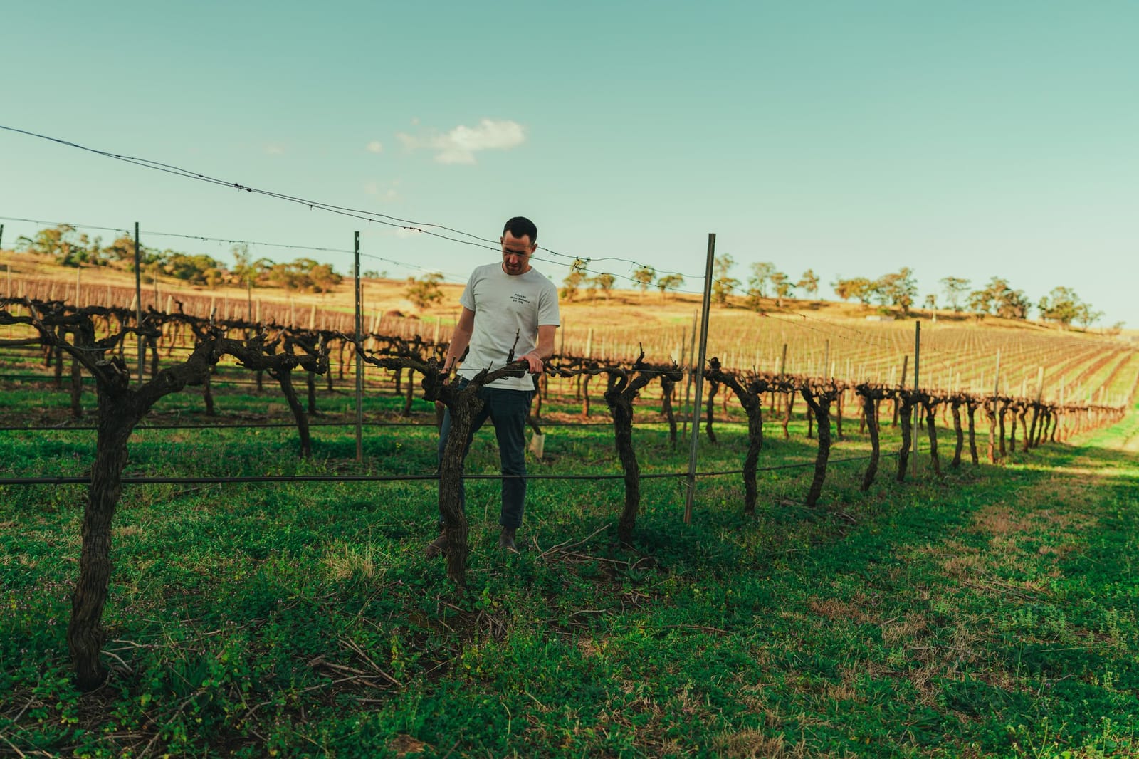 Winemaker in vineyard with rows at Margan, Broke, Hunter Valley