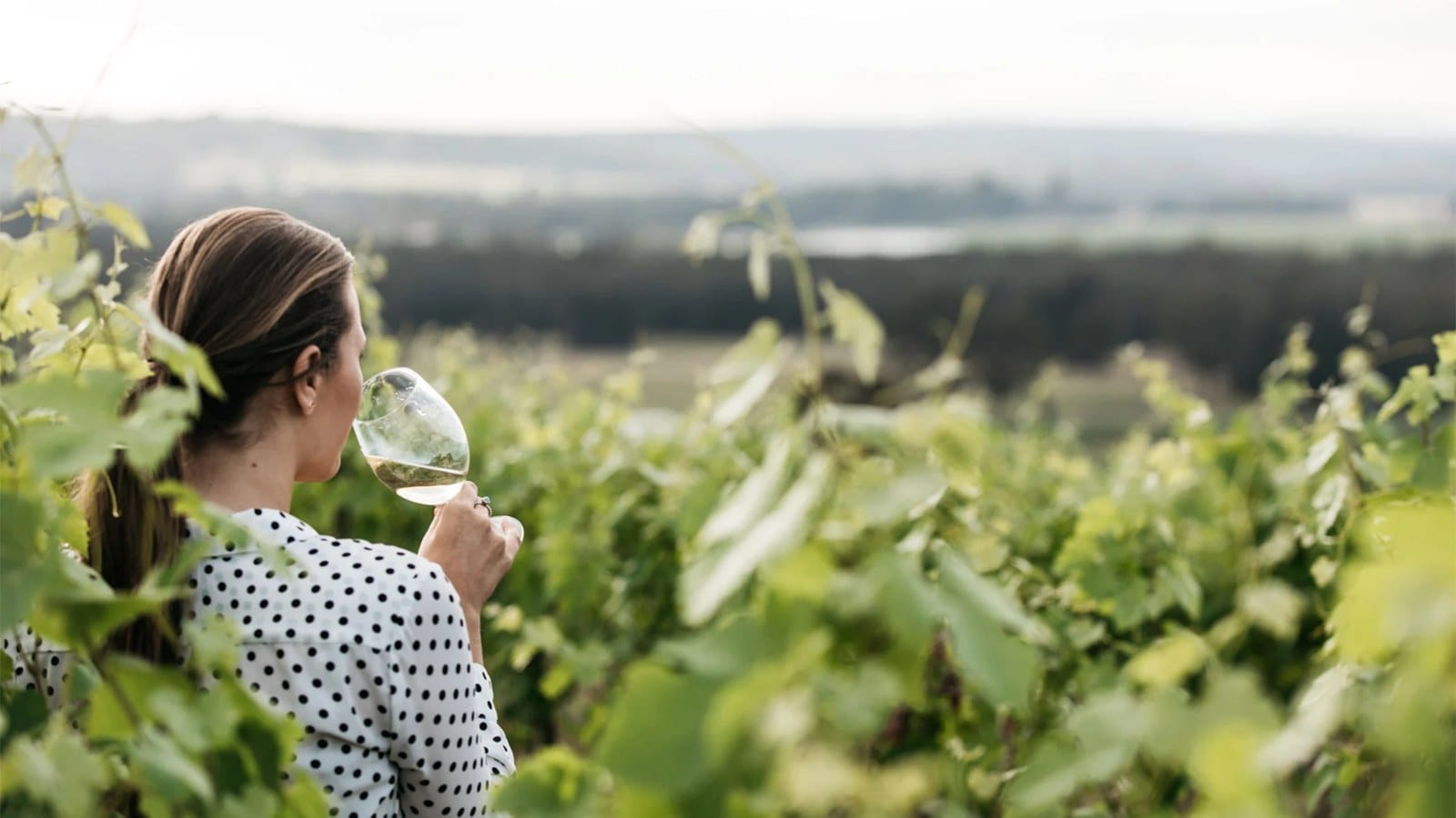 Tasting a glass of wine in the McGuigan vineyard