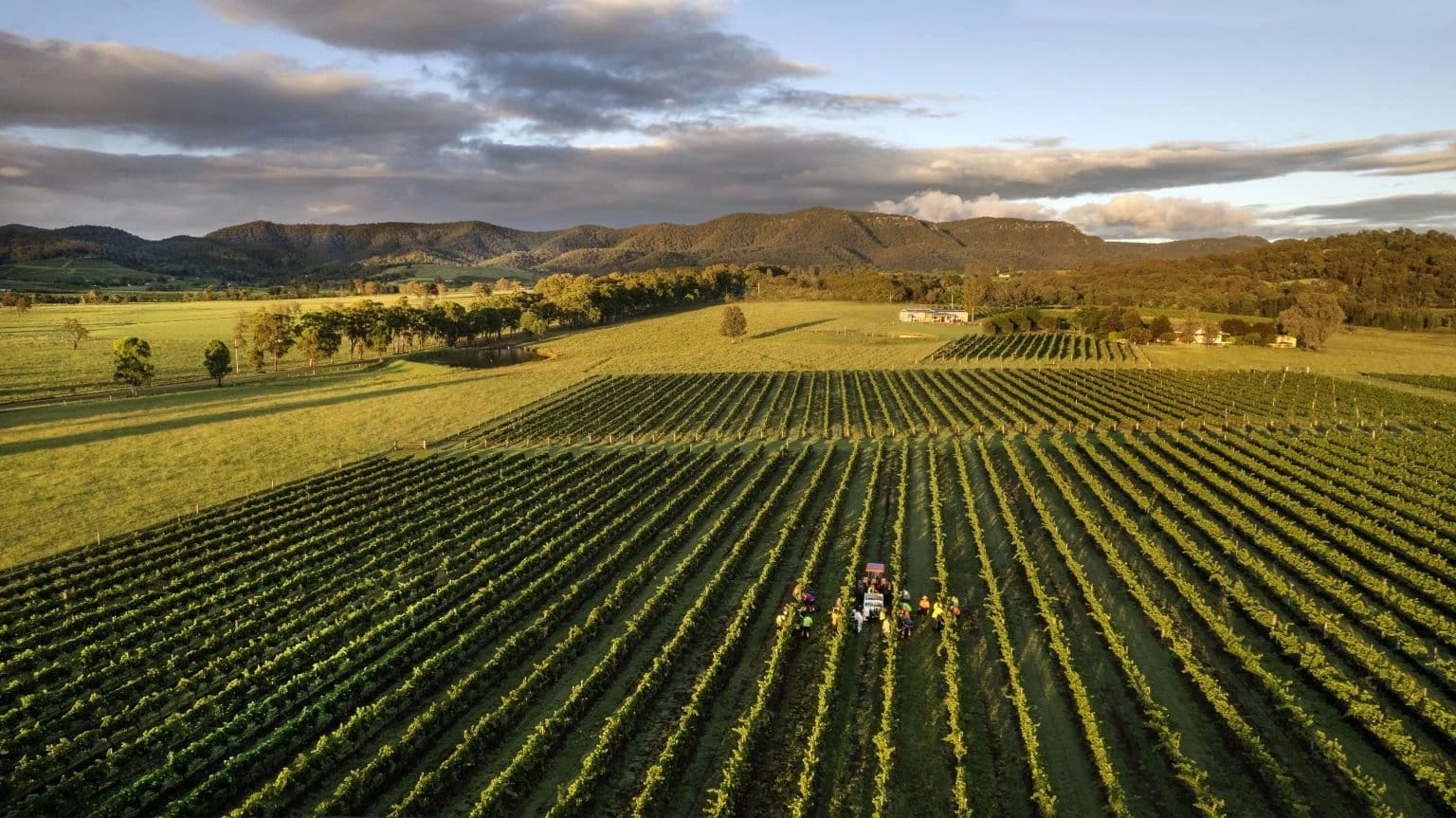 Aerial view of expansive vineyard rows at McLeish, Pokolbin, Hunter Valley