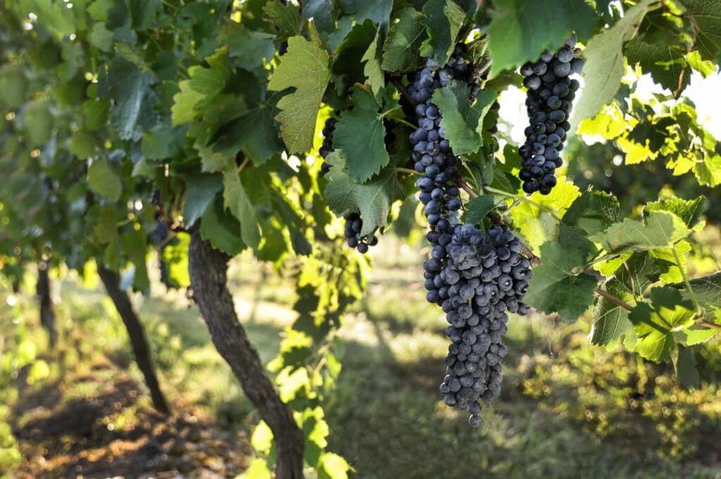 Dark purple grapes hanging from vine leaves in bright sunlight