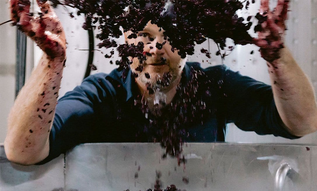 Hands holding crushed grapes during harvest processing