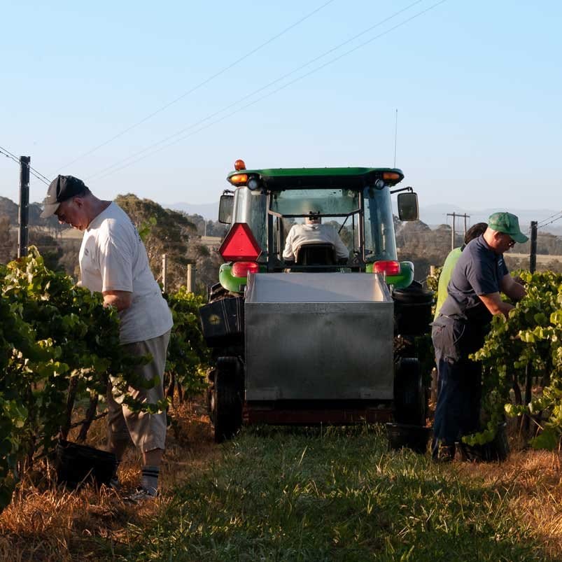 Tractor harvesting grapes with workers in vineyard rows