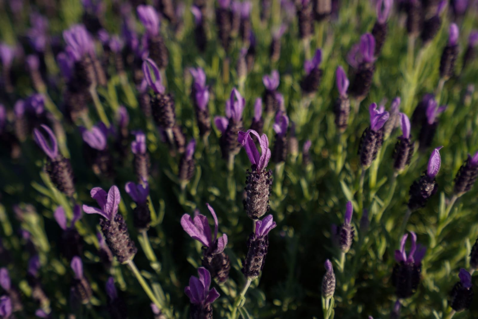 Lavender in flower on the grounds