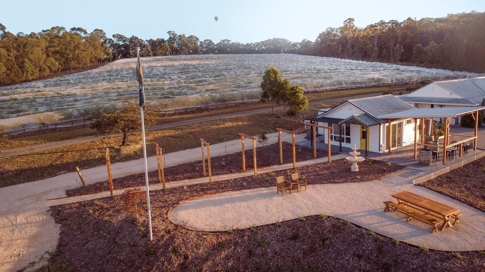 The Molly Morgan cellar door from the air at sunrise, netted vines rising behind it