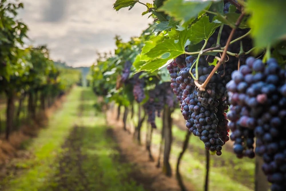 Dark grape bunches hanging on vines at Montebello Estate, Pokolbin, Hunter Valley
