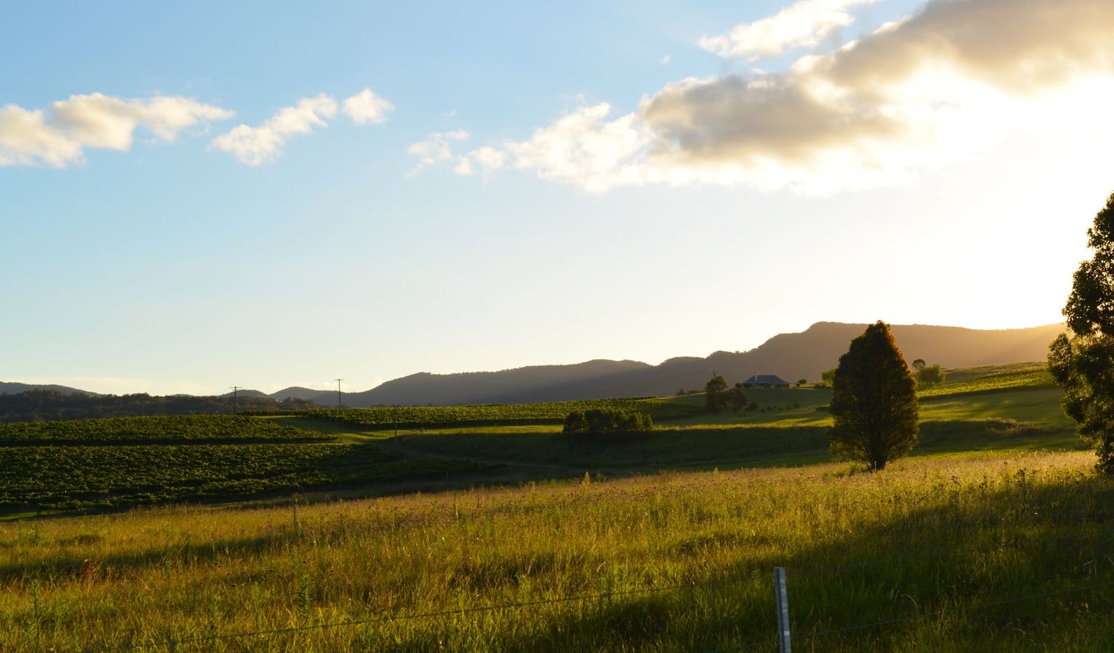 Rural vineyard landscape with distant mountains at Mount Eyre Vineyards, Pokolbin, Hunter Valley