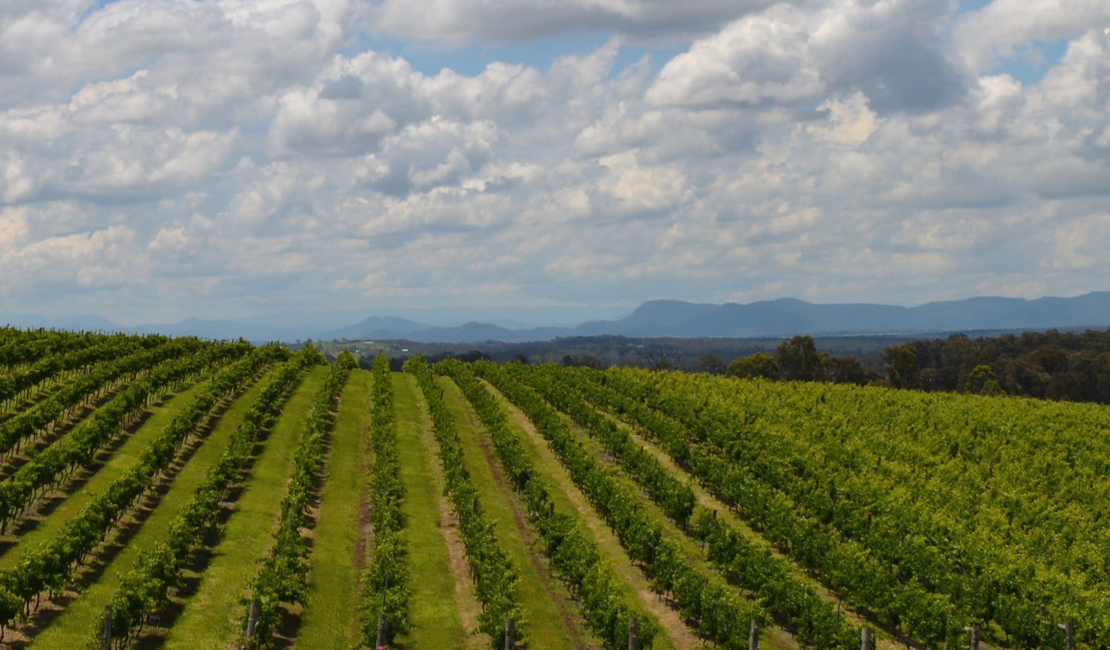 Vineyard rows extending to mountain backdrop under cloudy sky
