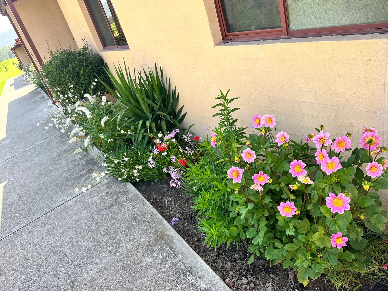 Colourful flower garden bed with pink daisies and white blooms