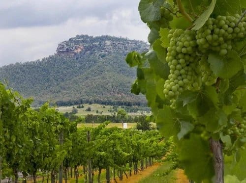 White wine grapes hanging from vine with mountain backdrop