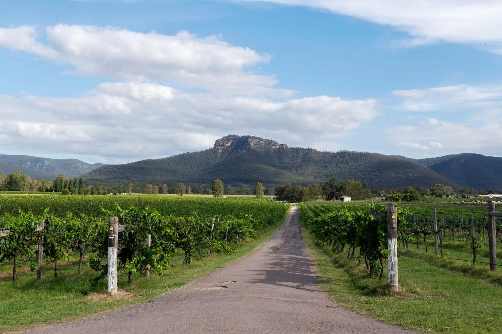 Dirt road through vineyard rows toward distant mountain peak