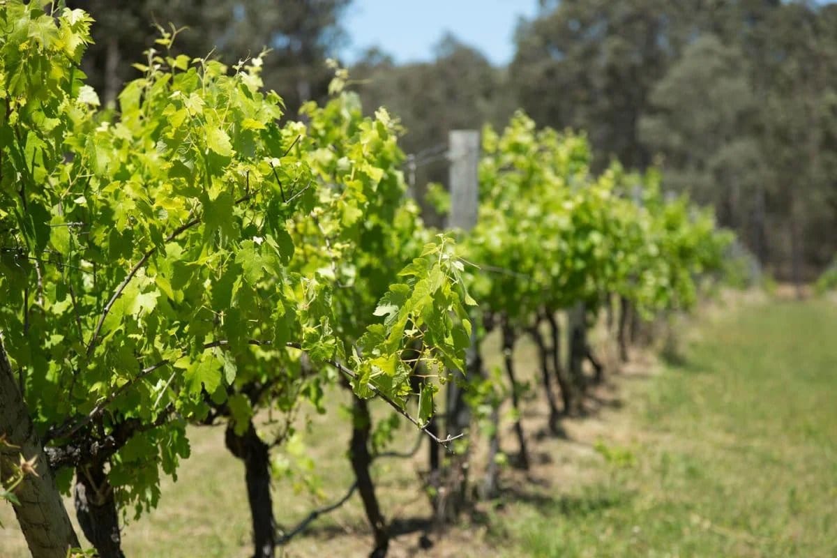 Vineyard rows with green vine foliage and wooden fence posts