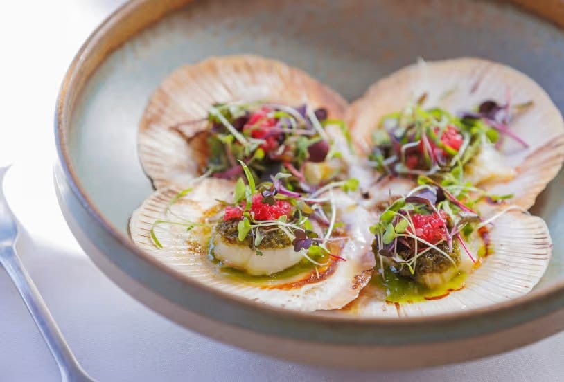 Seared scallops served in the shell with herb garnish at Oak and Vine Cypress Lakes, Pokolbin, Hunter Valley