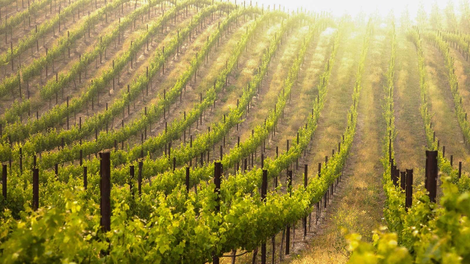 Vineyard rows with green foliage at Oishii Pokolbin, Hunter Valley