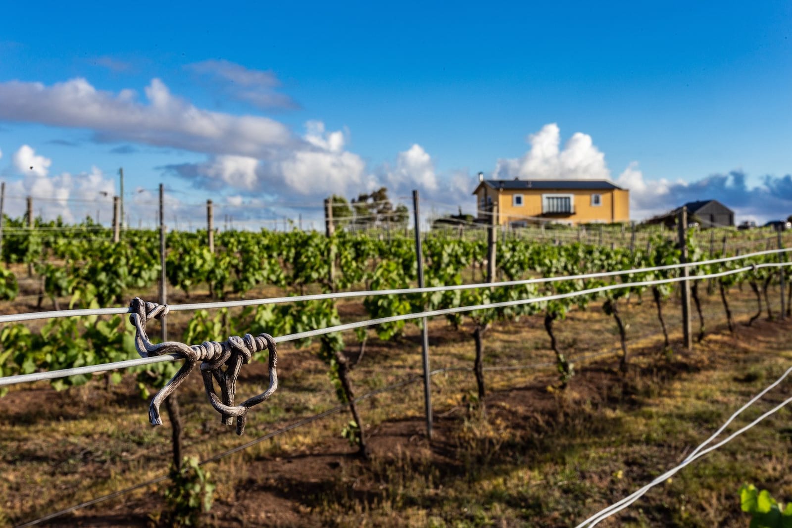 Yellow villa above vineyard rows at Our Italian Table, Pokolbin, Hunter Valley