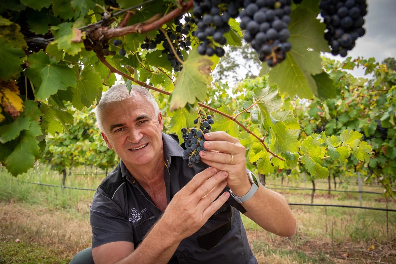 Man holding ripe black grapes at Peter Drayton, Pokolbin, Hunter Valley