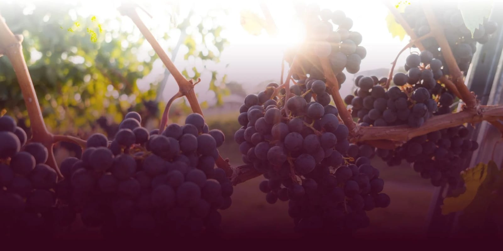 Ripe dark bunches on the vine backlit by low sun