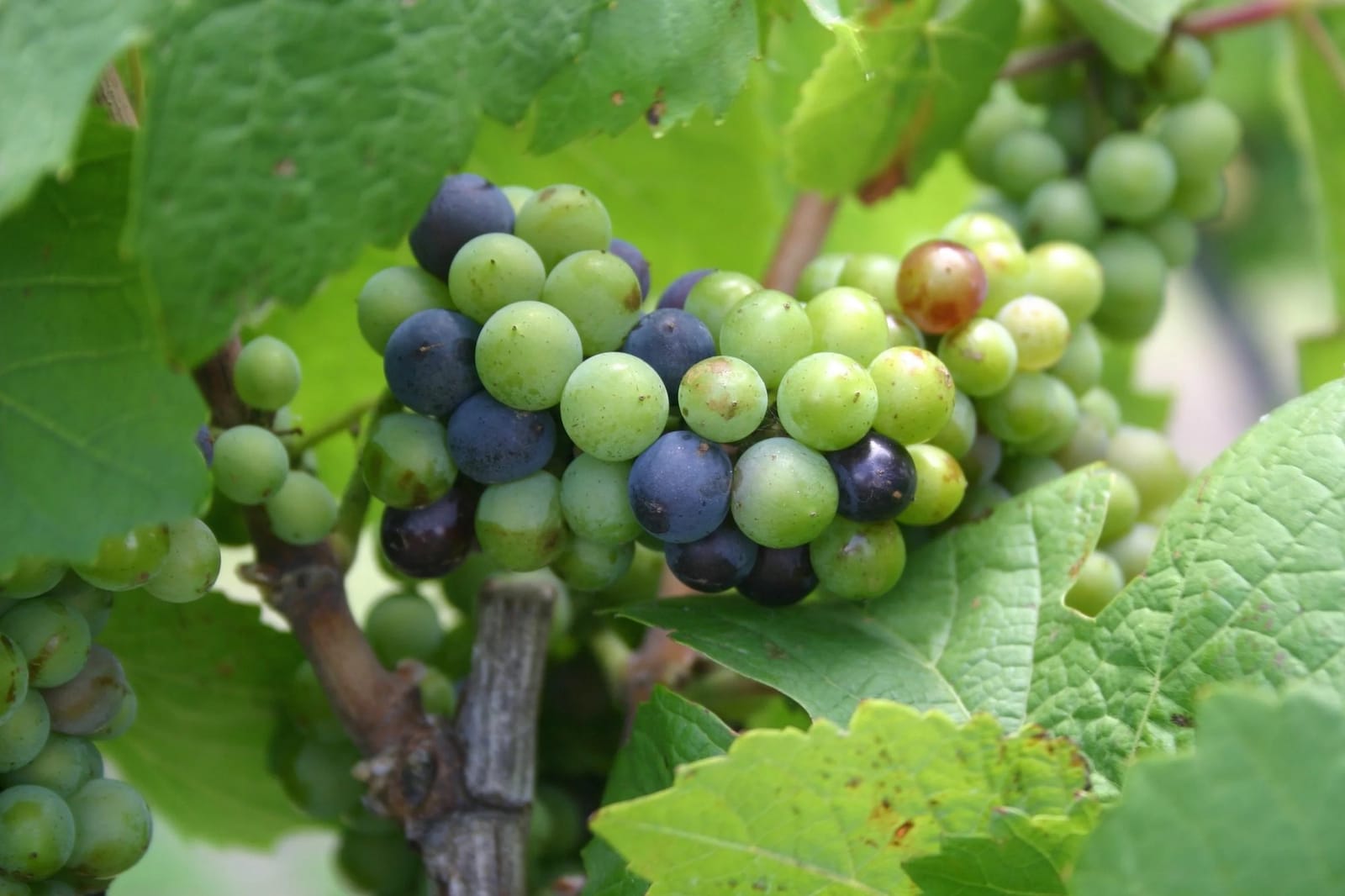 Grape clusters ripening on vine, mix of green and deep purple berries