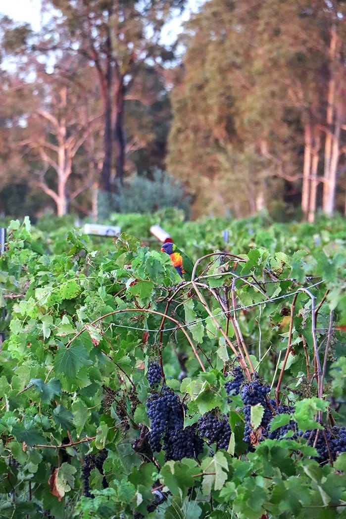 Vineyard grapevines with ripe black grapes and tall trees