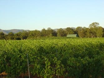 Wide vineyard landscape with green rows at Pokolbin Brothers, Pokolbin, Hunter Valley