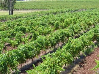 Close view of vineyard vines in red soil rows