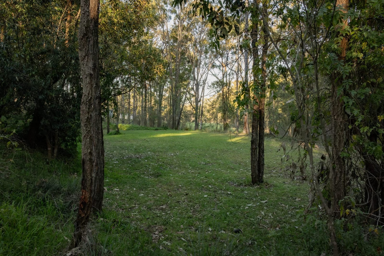 A weatherboard cottage set among tall eucalypts
