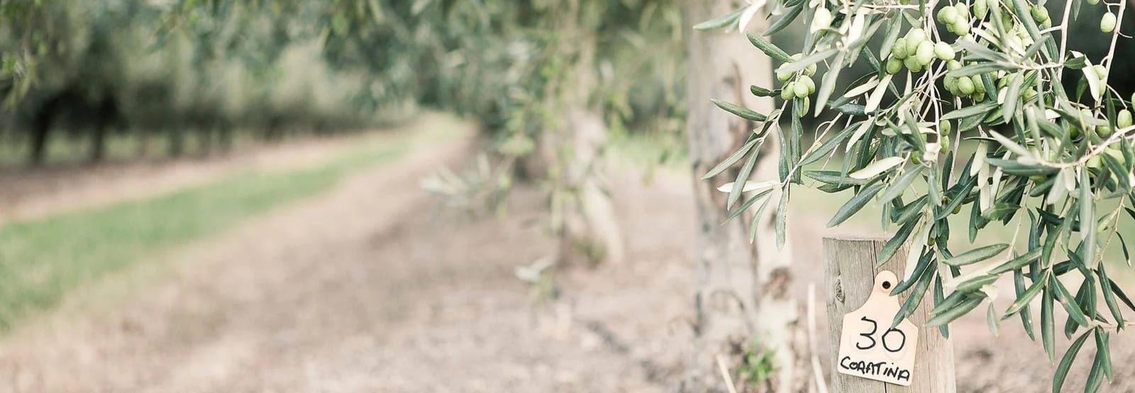 The olive grove at Pukara Estate