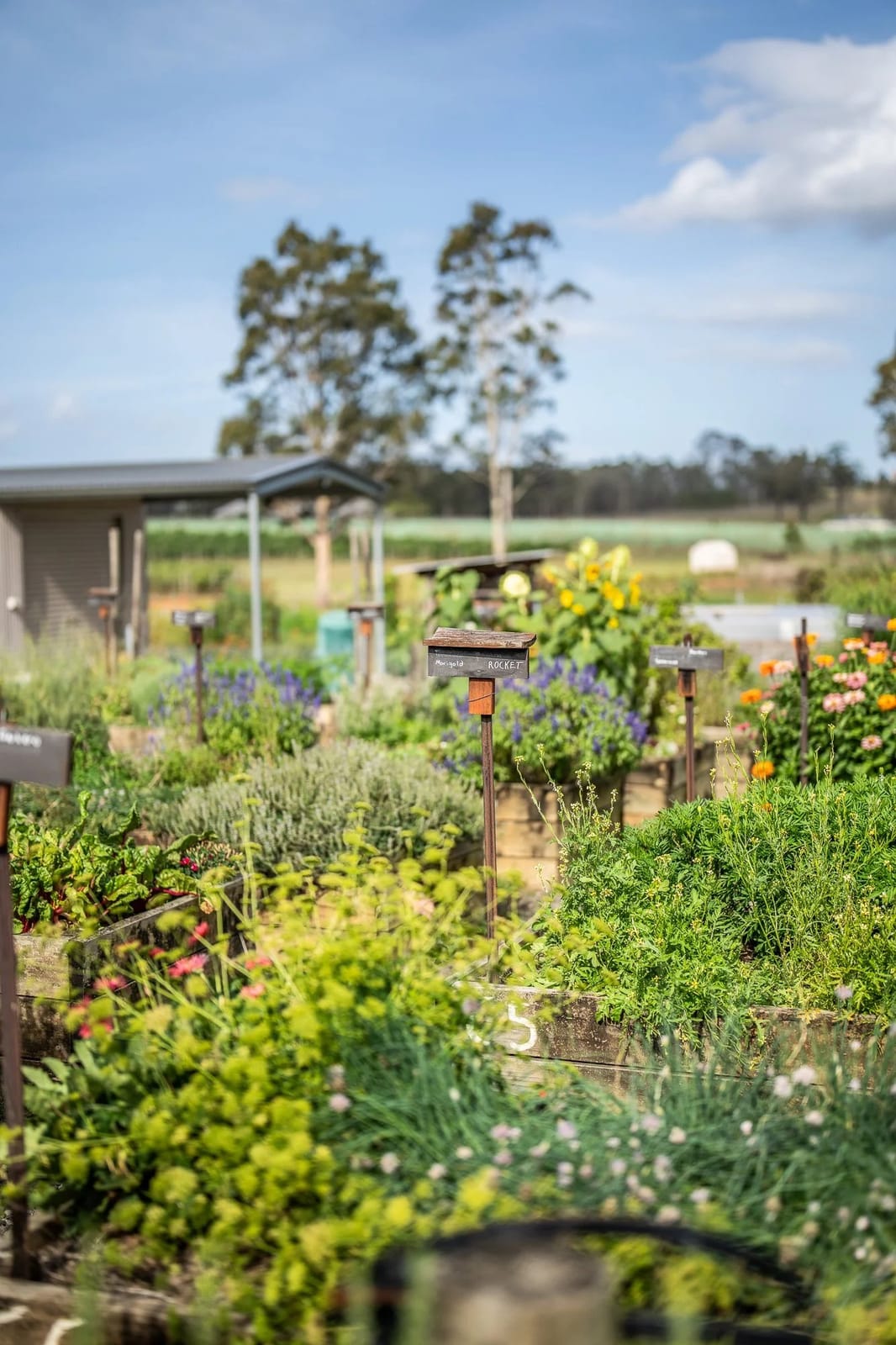 Vegetable and herb garden beds with colourful plants and outbuildings