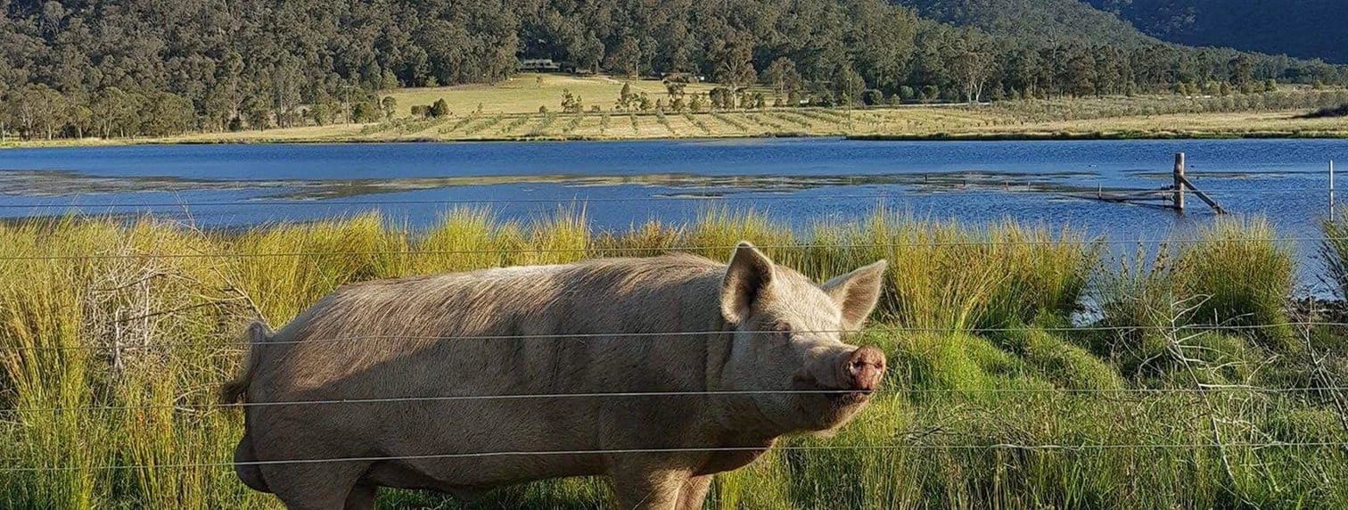 Pig in water with forested landscape and mountains