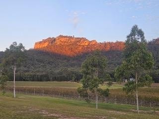Vineyard rows stretching across pasture with red sandstone ridge beyond