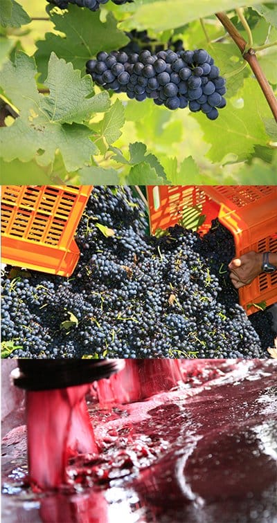 Picked Shiraz fruit in crates at vintage