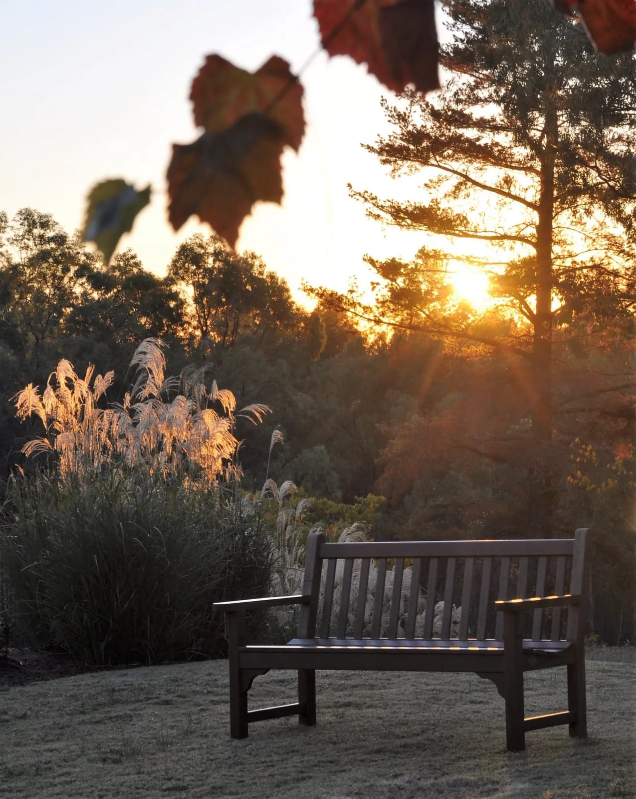 A timber bench on the lawn with the sun setting through the trees and vine leaves in the foreground