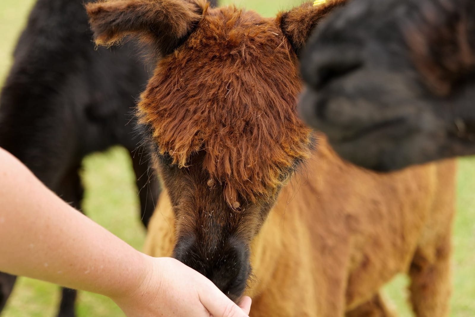 Brown alpaca taking feed from visitor's hand in the paddock at Starline Alpacas Farmstay, Broke, Hunter Valley
