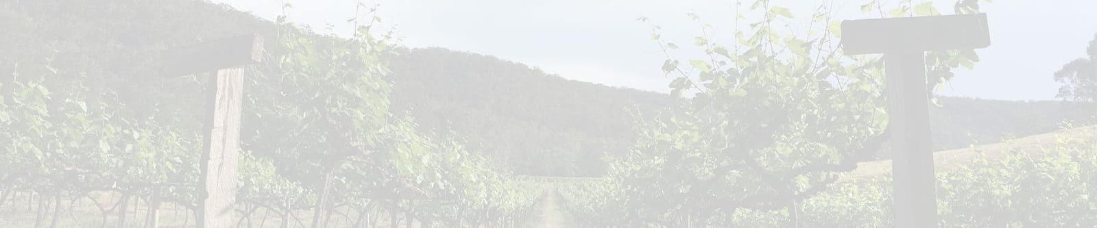 Vineyard rows in fog under overcast sky