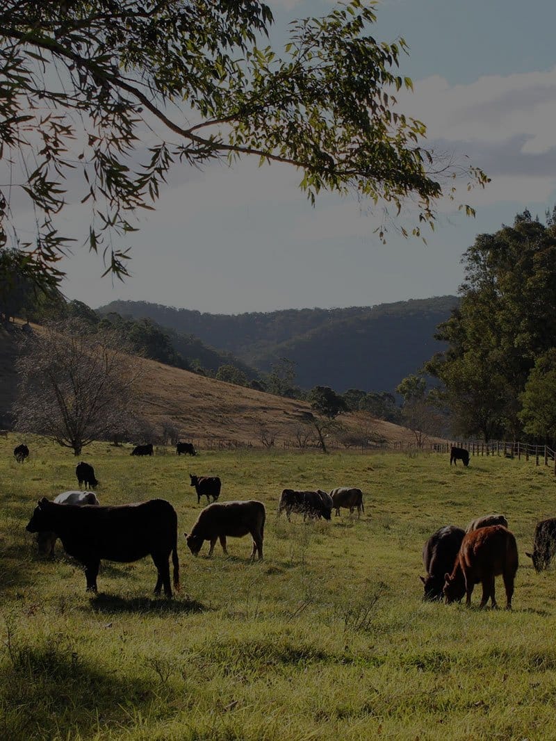 Cattle grazing in paddock with forested hills in background