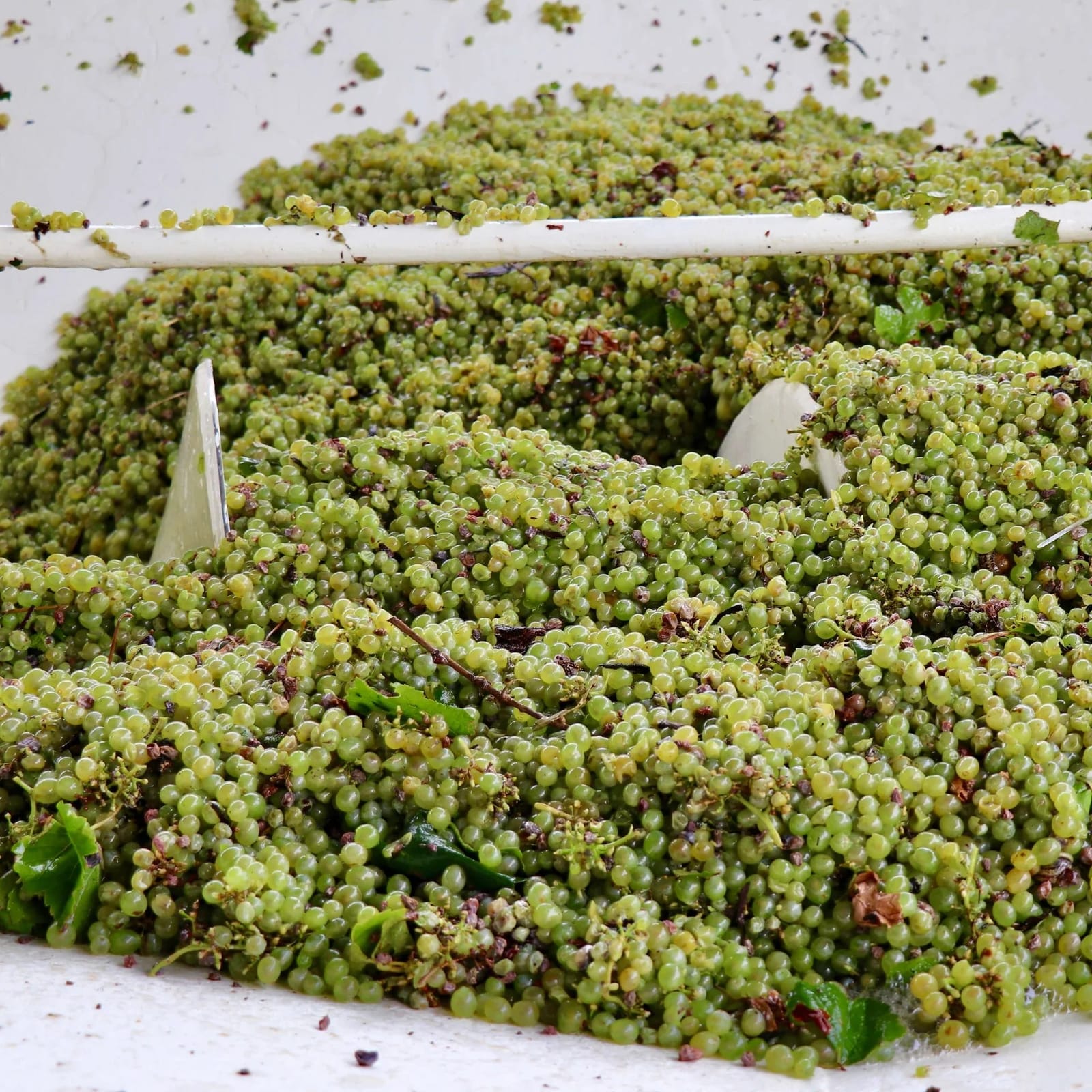 Freshly picked white grapes in the crusher during vintage