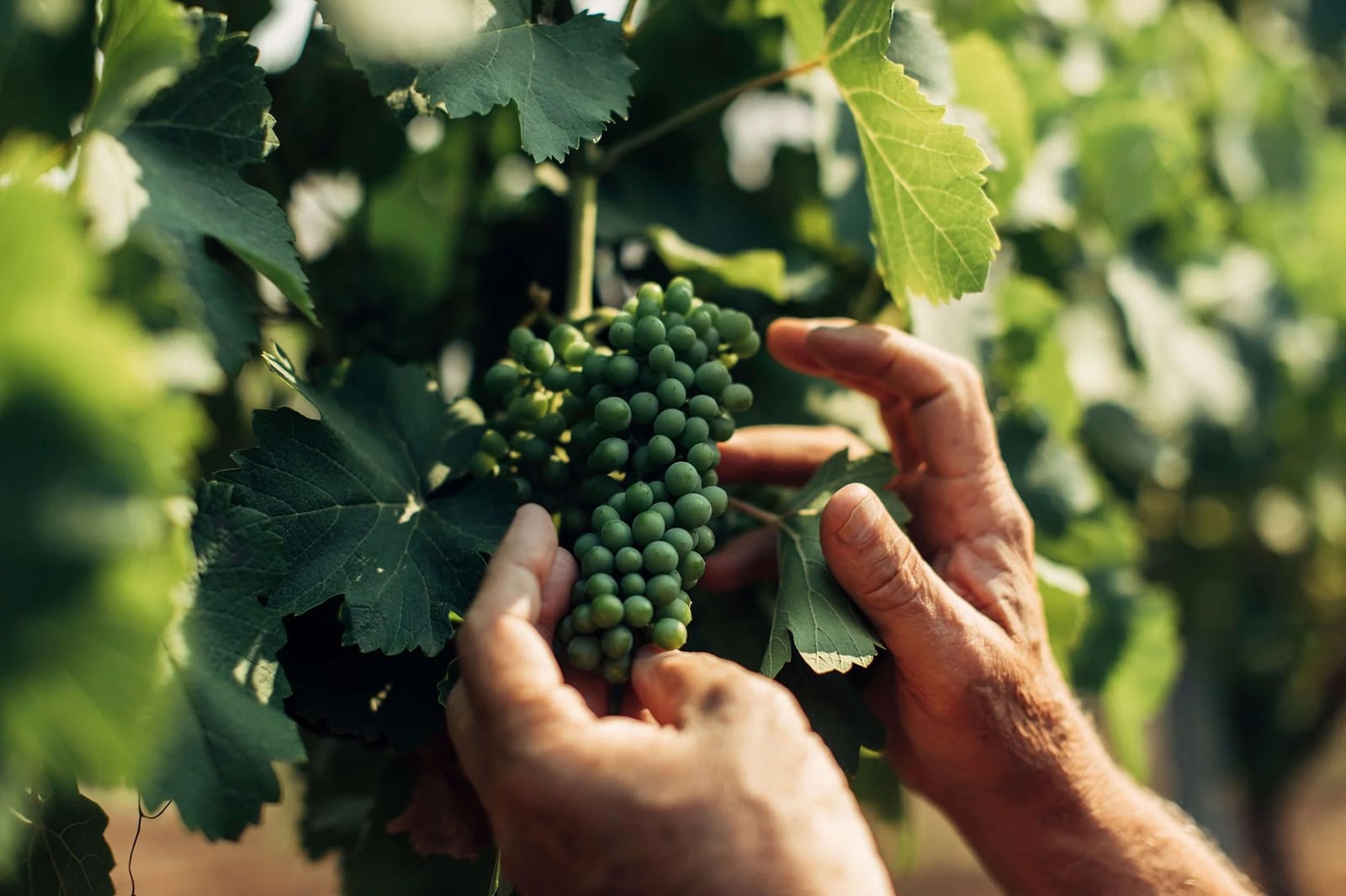 Hands inspecting a bunch of green grapes on the vine