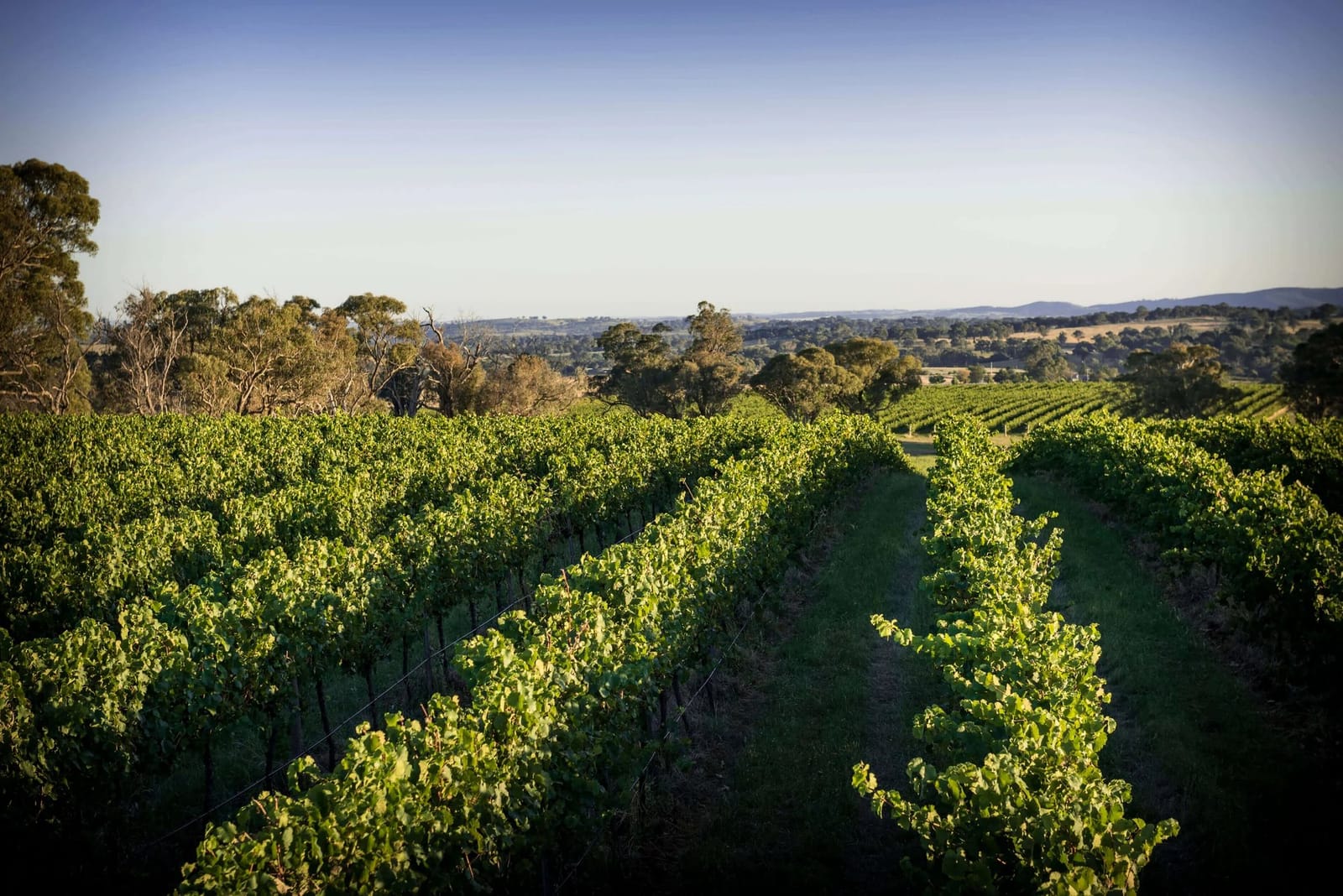 Rows of organic vines running down a slope with gum trees and hills behind