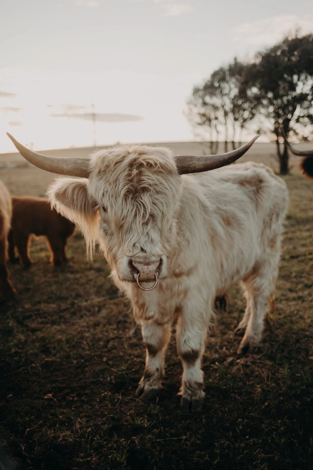 Highland cattle grazing on the property